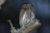 Pygmy Owl 